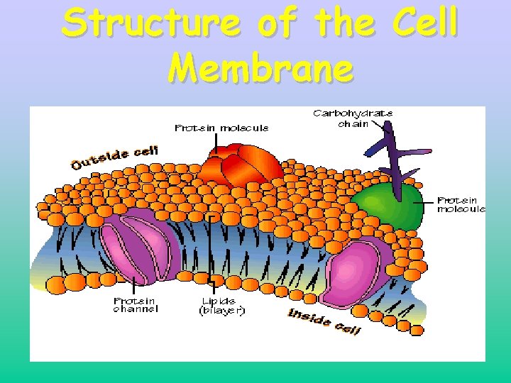 Structure of the Cell Membrane 7 Structure of the Cell Membrane 7