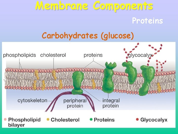 Membrane Components Proteins Carbohydrates (glucose) Phospholipids Cholesterol 8 Membrane Components Proteins Carbohydrates (glucose) Phospholipids Cholesterol 8