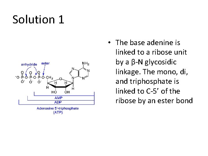 Solution 1 • The base adenine is linked to a ribose unit by a