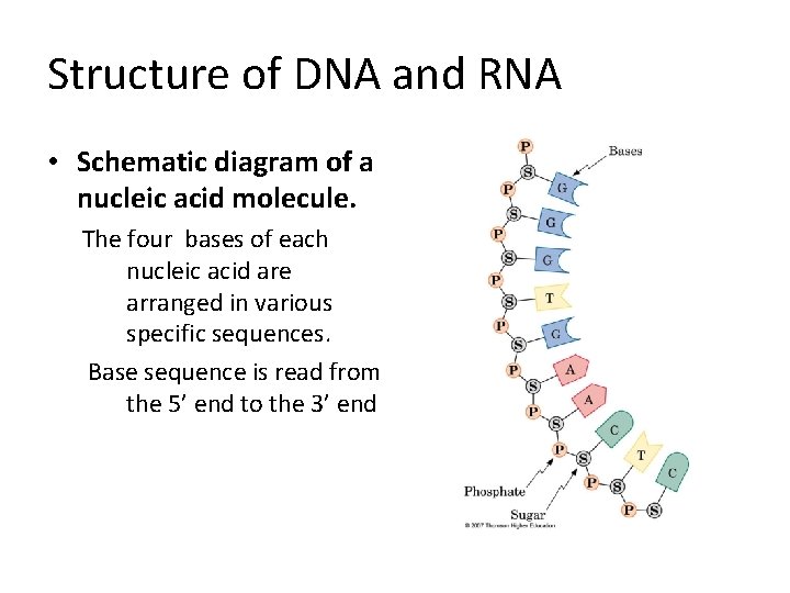Structure of DNA and RNA • Schematic diagram of a nucleic acid molecule. The