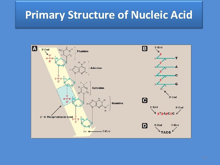 Primary Structure of Nucleic Acid 13 
