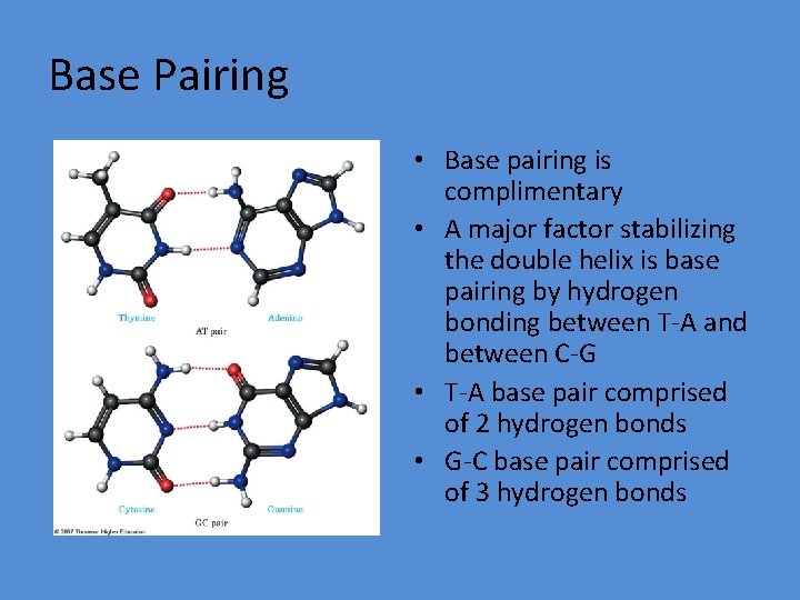 Base Pairing • Base pairing is complimentary • A major factor stabilizing the double