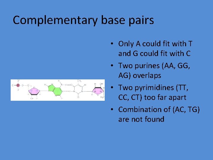 Complementary base pairs • Only A could fit with T and G could fit