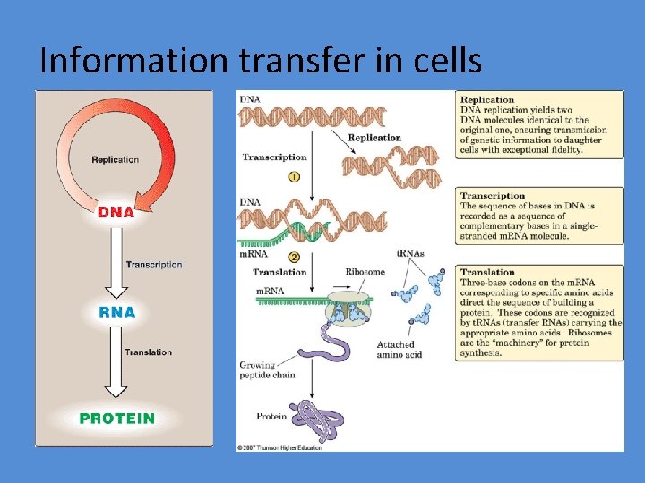 Information transfer in cells 
