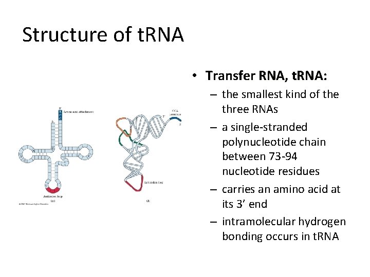 Structure of t. RNA • Transfer RNA, t. RNA: – the smallest kind of