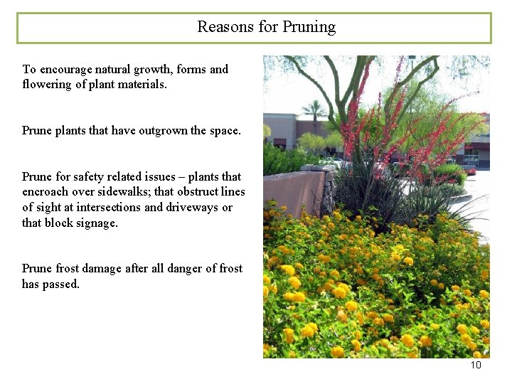 Reasons for Pruning To encourage natural growth, forms and flowering of plant materials. Prune