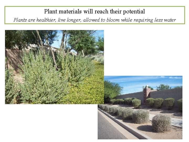 Plant materials will reach their potential Plants are healthier, live longer, allowed to bloom