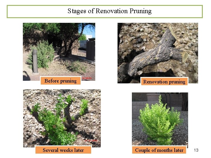 Stages of Renovation Pruning Before pruning Several weeks later Renovation pruning Couple of months