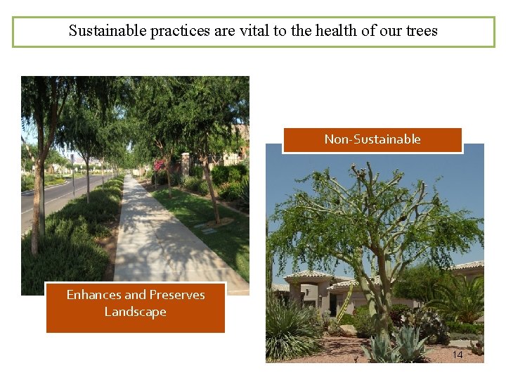 Sustainable practices are vital to the health of our trees Non-Sustainable Enhances and Preserves