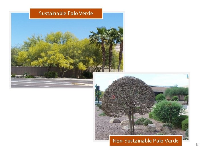 Sustainable Palo Verde Non-Sustainable Palo Verde 15 