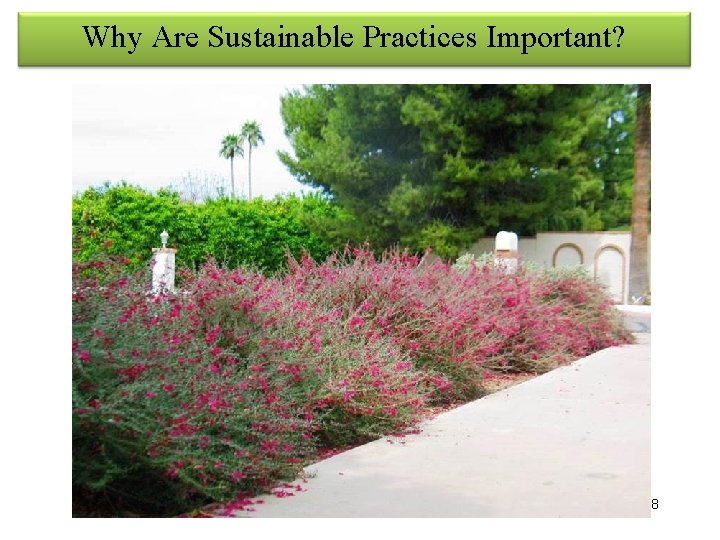 Why Are Sustainable Practices Important? 8 