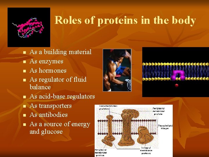 Roles of proteins in the body n n n n As a building material