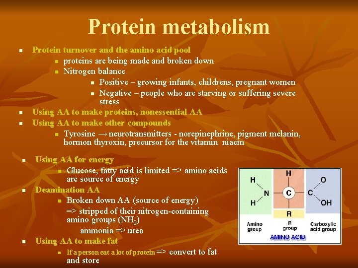 Protein metabolism n n n Protein turnover and the amino acid pool n proteins