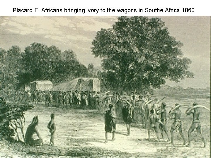 Placard E: Africans bringing ivory to the wagons in Southe Africa 1860 