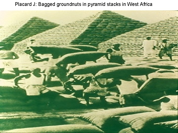 Placard J: Bagged groundnuts in pyramid stacks in West Africa 