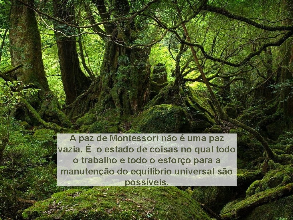 A paz de Montessori não é uma paz vazia. É o estado de coisas