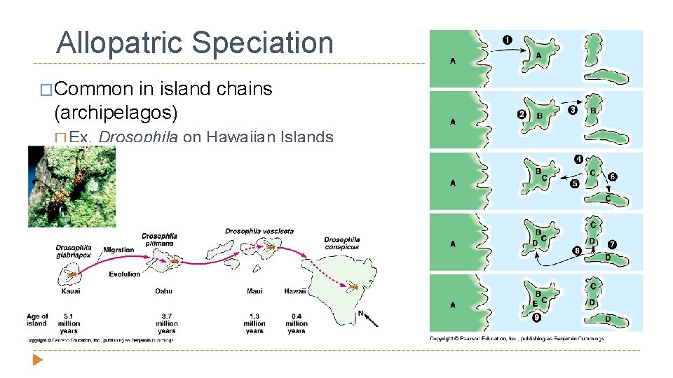 Allopatric Speciation �Common in island chains (archipelagos) � Ex. Drosophila on Hawaiian Islands 