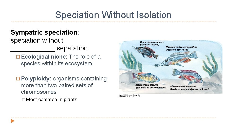 Speciation Without Isolation Sympatric speciation: speciation without ______ separation � Ecological niche: The role