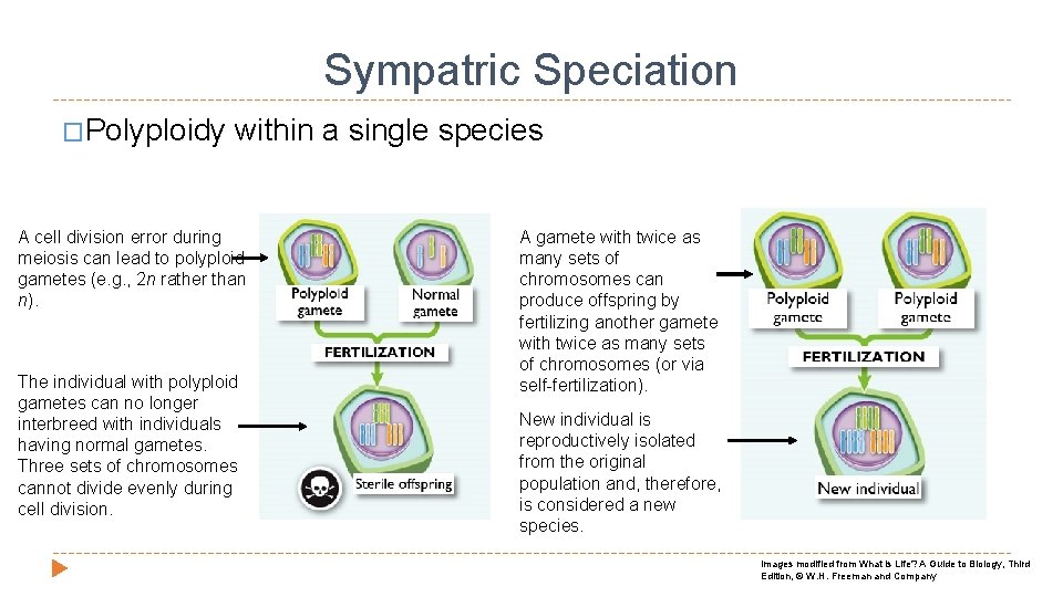 Sympatric Speciation �Polyploidy within a single species A cell division error during meiosis can