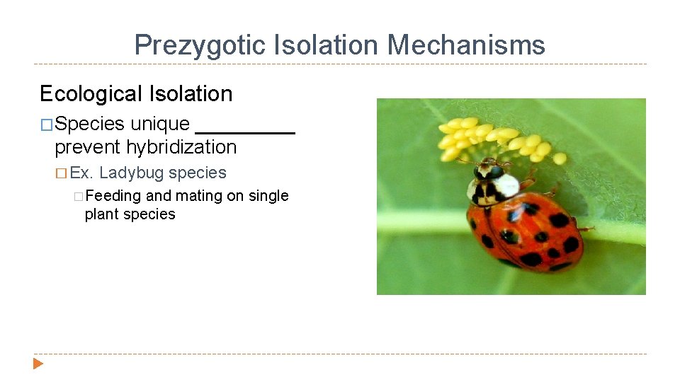 Prezygotic Isolation Mechanisms Ecological Isolation �Species unique _____ prevent hybridization � Ex. Ladybug species