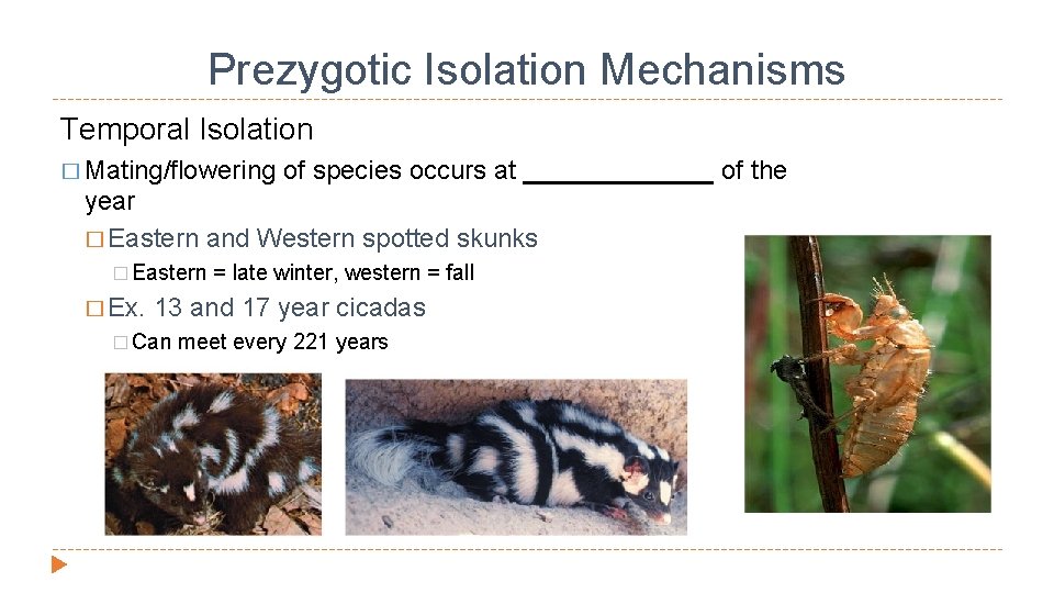 Prezygotic Isolation Mechanisms Temporal Isolation � Mating/flowering of species occurs at _______ of the