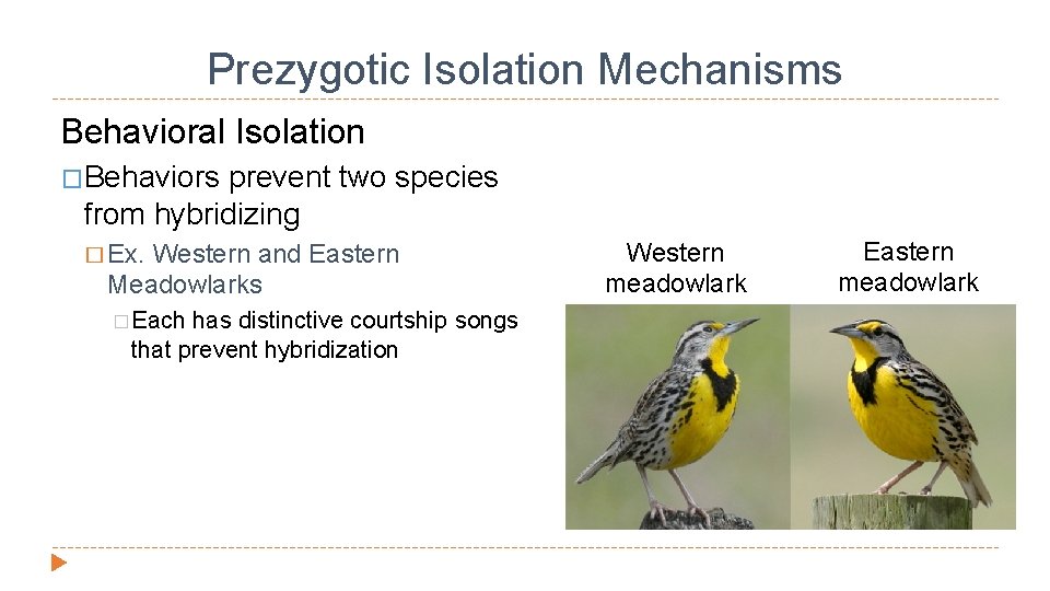 Prezygotic Isolation Mechanisms Behavioral Isolation �Behaviors prevent two species from hybridizing � Ex. Western