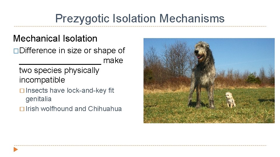 Prezygotic Isolation Mechanisms Mechanical Isolation �Difference in size or shape of _________ make two