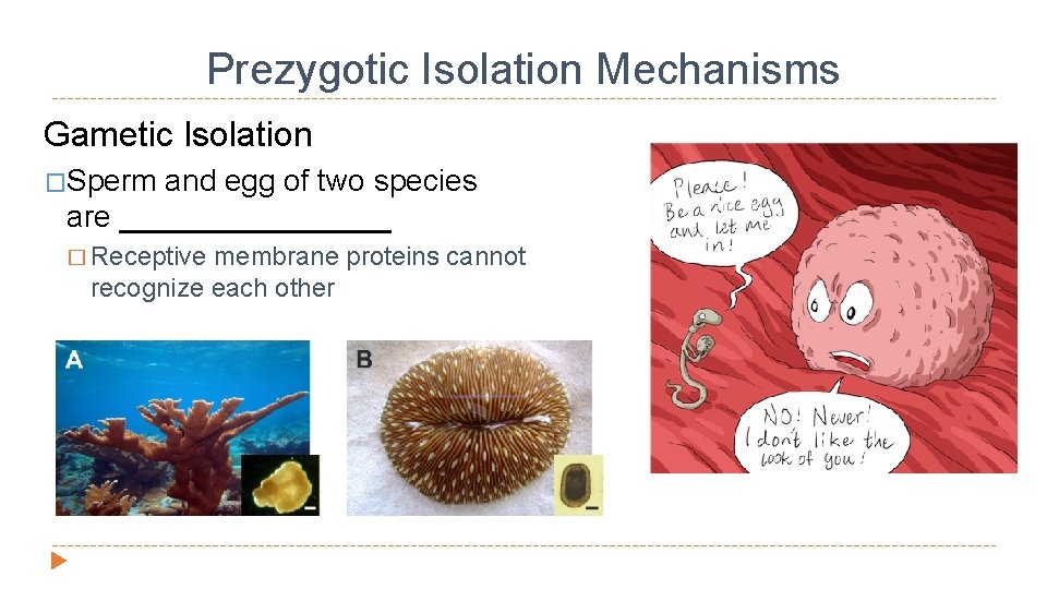 Prezygotic Isolation Mechanisms Gametic Isolation �Sperm and egg of two species are ________ �