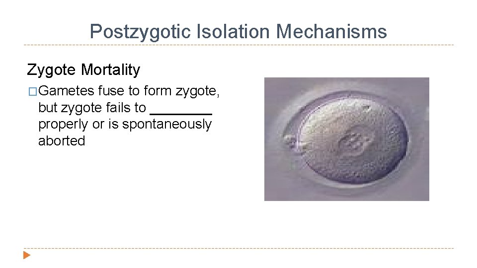 Postzygotic Isolation Mechanisms Zygote Mortality �Gametes fuse to form zygote, but zygote fails to