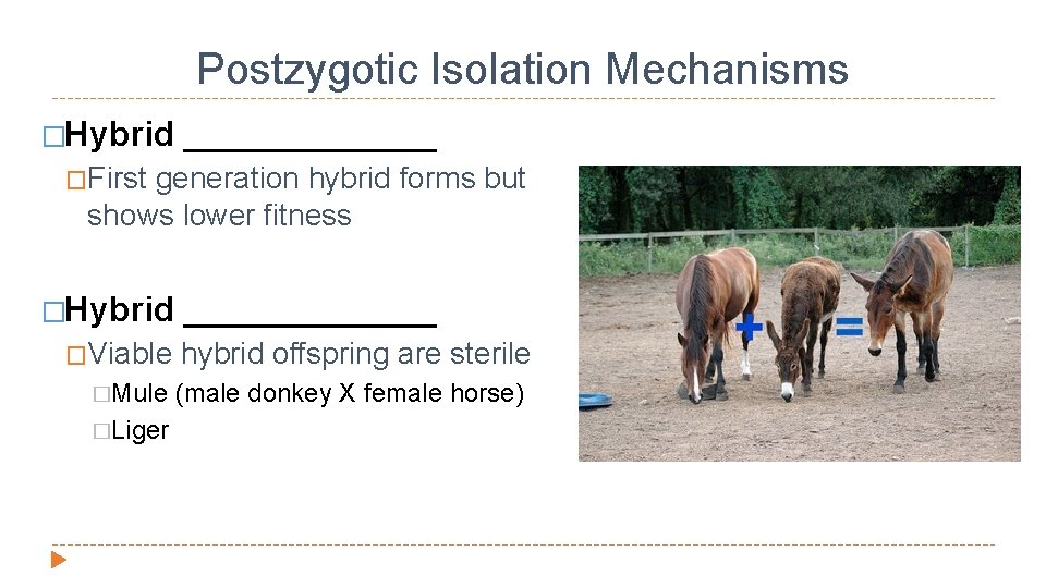 Postzygotic Isolation Mechanisms �Hybrid _______ �First generation hybrid forms but shows lower fitness �Hybrid