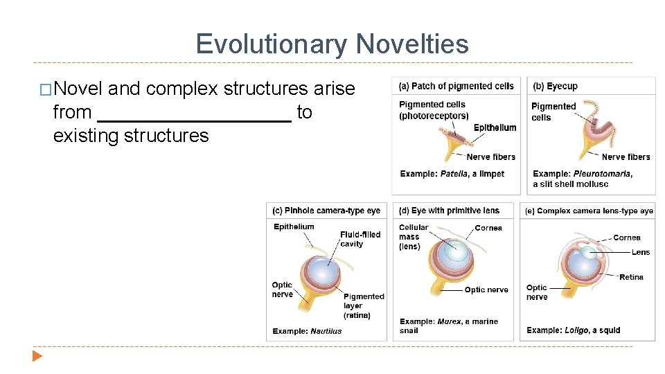 Evolutionary Novelties �Novel and complex structures arise from _________ to existing structures 