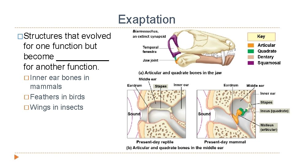 Exaptation �Structures that evolved for one function but become ______ for another function. �
