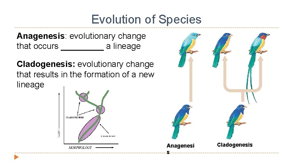 Evolution of Species Anagenesis: evolutionary change that occurs _____ a lineage Cladogenesis: evolutionary change