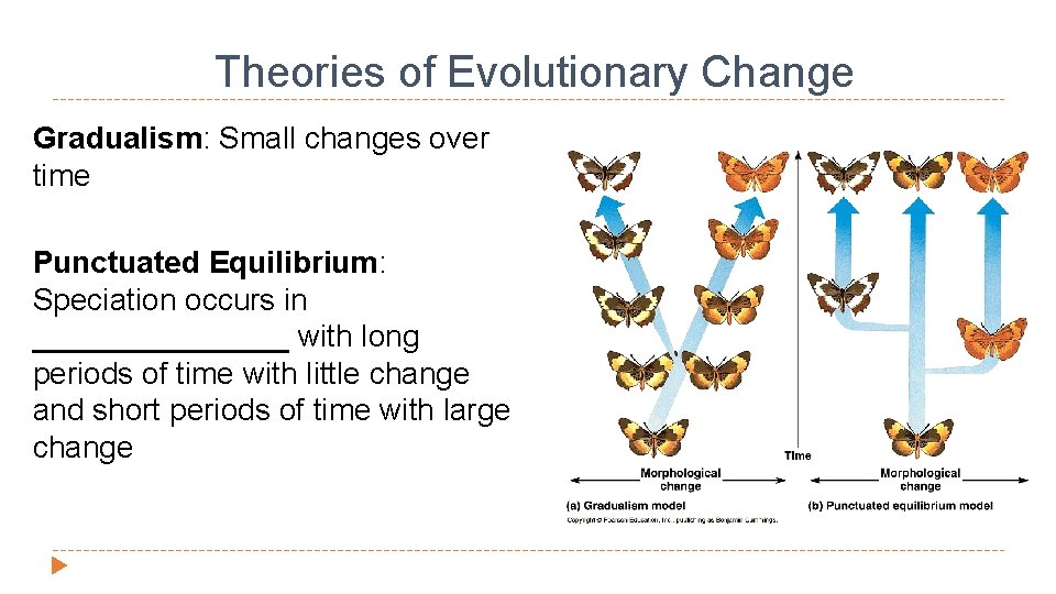 Theories of Evolutionary Change Gradualism: Small changes over time Punctuated Equilibrium: Speciation occurs in