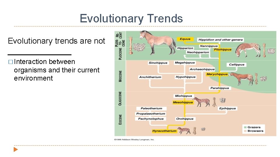 Evolutionary Trends Evolutionary trends are not _______ � Interaction between organisms and their current