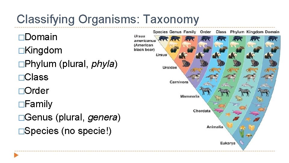 Classifying Organisms: Taxonomy �Domain �Kingdom �Phylum (plural, phyla) �Class �Order �Family �Genus (plural, genera)