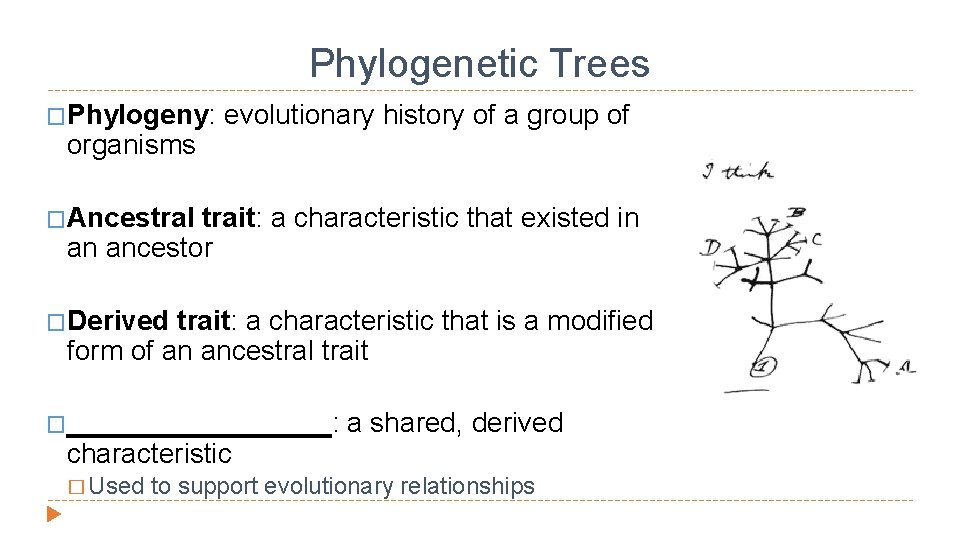 Phylogenetic Trees �Phylogeny: organisms evolutionary history of a group of �Ancestral trait: a characteristic