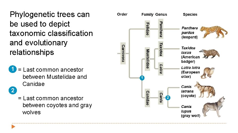 Phylogenetic trees can be used to depict taxonomic classification and evolutionary relationships 1 =