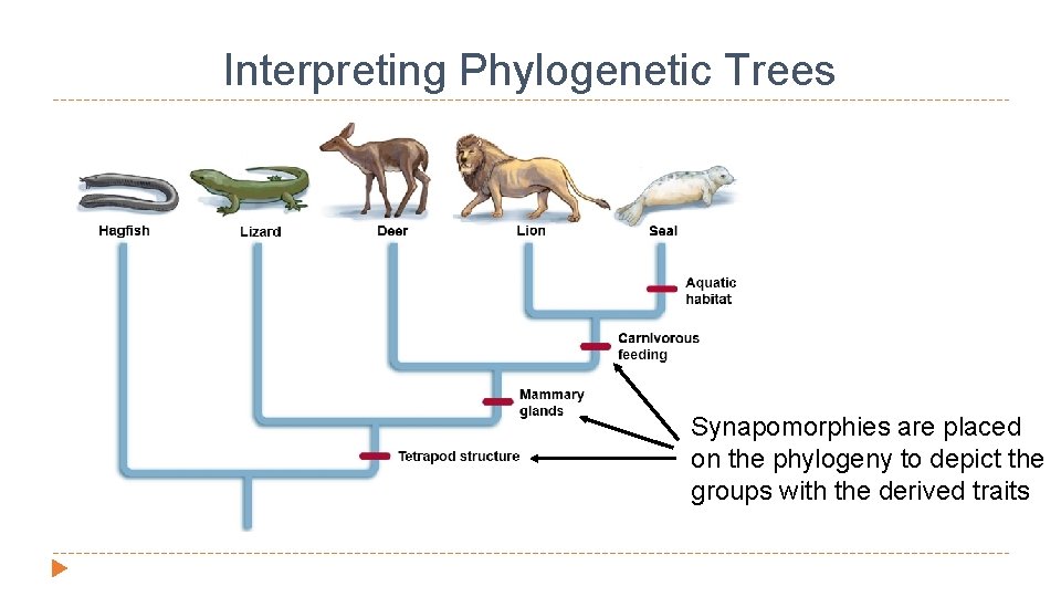 Interpreting Phylogenetic Trees Synapomorphies are placed on the phylogeny to depict the groups with