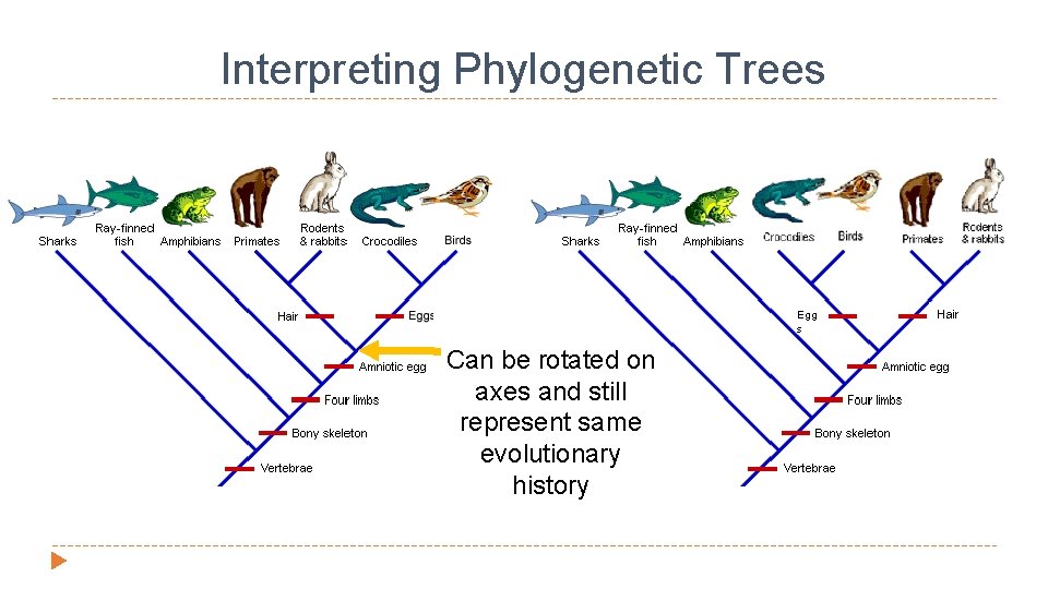 Interpreting Phylogenetic Trees Egg s Can be rotated on axes and still represent same