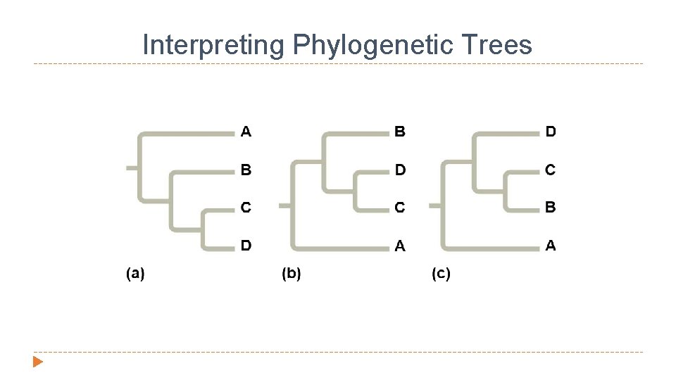Interpreting Phylogenetic Trees 