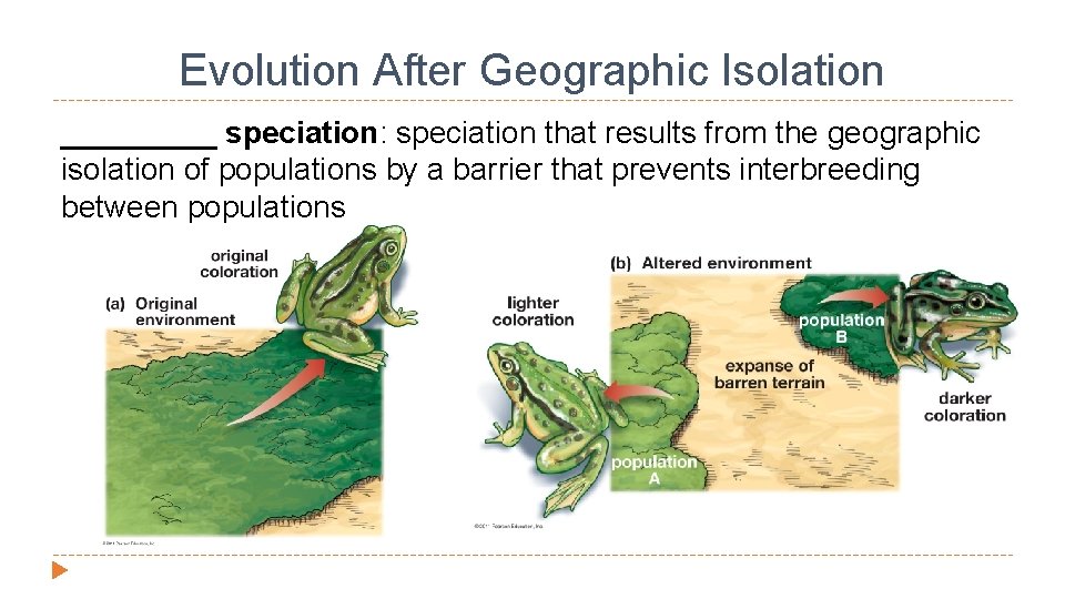 Evolution After Geographic Isolation _____ speciation: speciation that results from the geographic isolation of