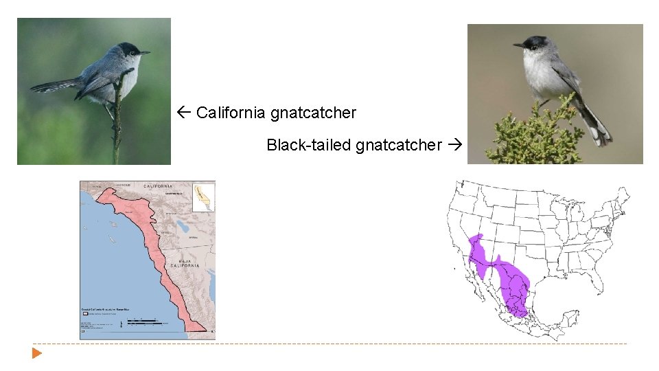 California gnatcatcher Black-tailed gnatcatcher 