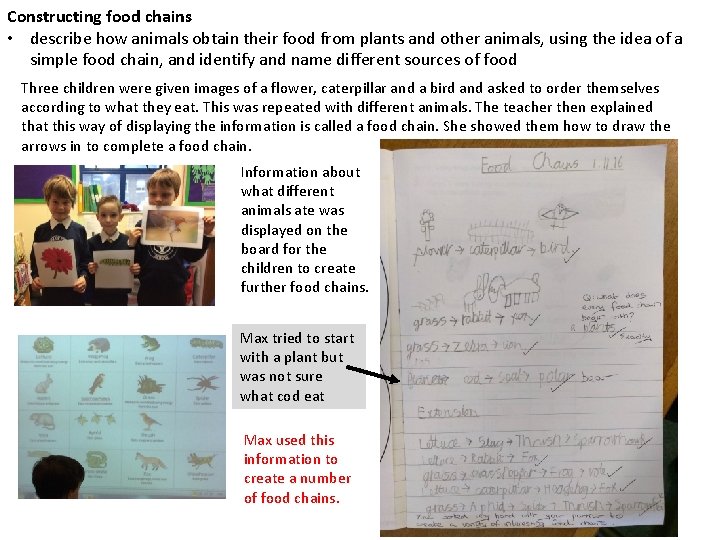 Constructing food chains • describe how animals obtain their food from plants and other