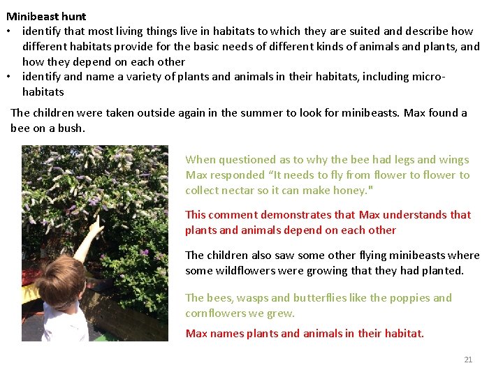 Minibeast hunt • identify that most living things live in habitats to which they