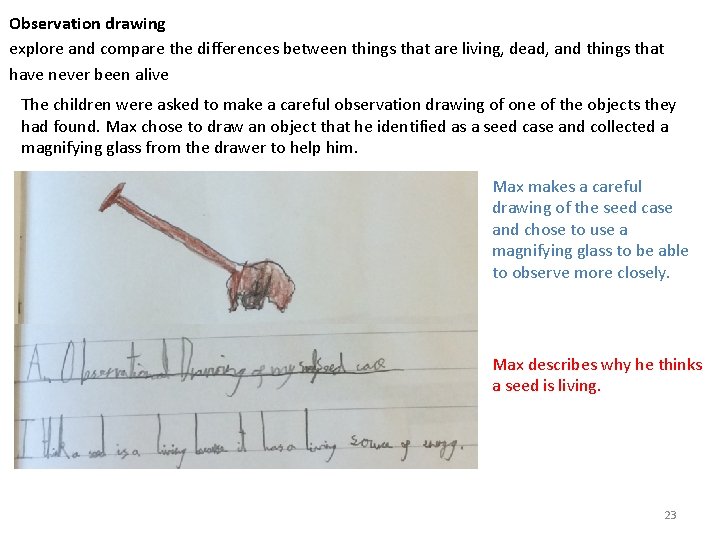 Observation drawing explore and compare the differences between things that are living, dead, and