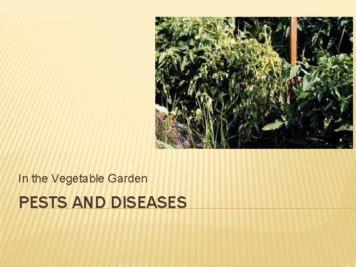 In the Vegetable Garden PESTS AND DISEASES 