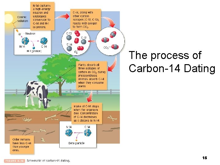 The process of Carbon-14 Dating 15 