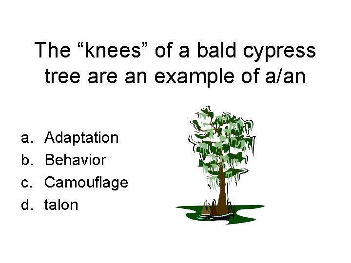The “knees” of a bald cypress tree are an example of a/an a. b.