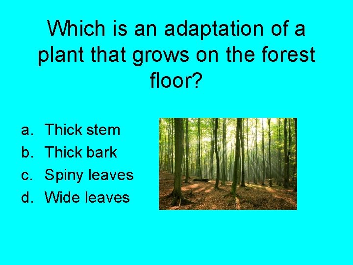 Which is an adaptation of a plant that grows on the forest floor? a.